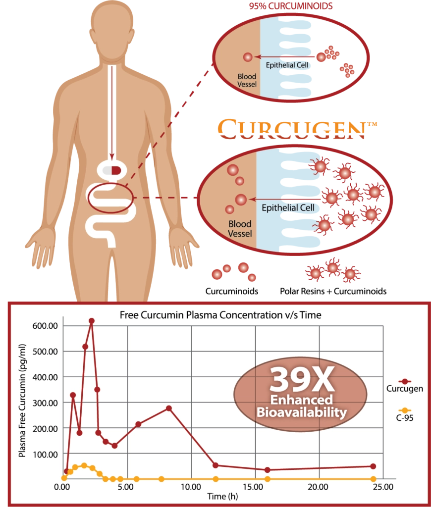 Free Curcumin Plasma Concentration vs Time